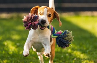 Beagle dog runs in garden with colorful toy