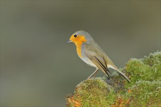 European robin