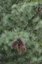 Ayacahuite pine