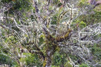 Trees covered with mosses and lichens
