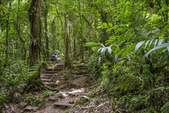 Woman walking on path through rainforest