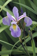 Gerald Derby windermere iris