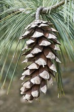 Vanderwolfs Pyramid limber pine