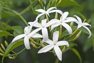 Twisted jasmine