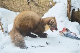 European pine marten