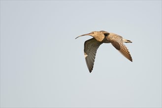 Curlew