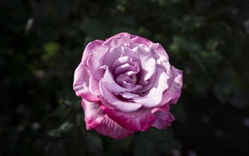 Shrub rose