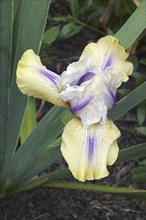 Tall Bearded iris