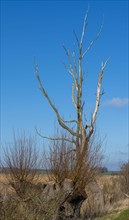 Nature reserve at the Mellnitz Ueselitzer Wiek on Ruegen