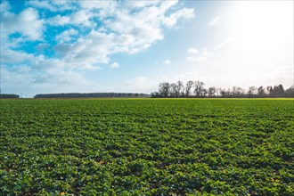 Field with winter rape