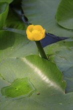 Yellow water-lily