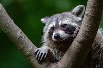 A raccoon looking through a branch fork