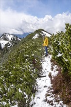Hiker on trail through mountain pines