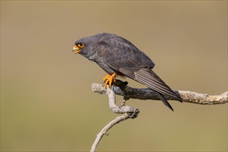 Calling red-footed falcon