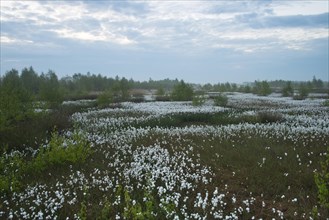 Bog landscape with common cottongrass