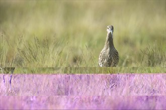 Curlew