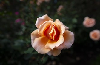 Shrub rose