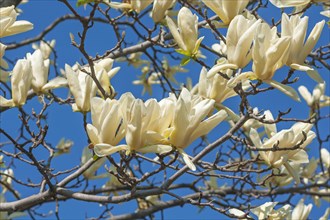 Ivory Chalice magnolia
