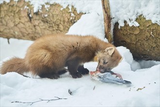 European pine marten