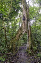 Hiking trail leads through tree with V-shaped opening