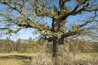 Ancient english oak