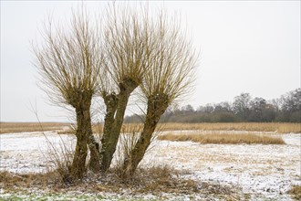 Pollarded willows in winter on the dyke of the Duemmer
