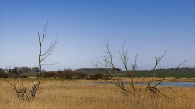 Nature reserve at the Mellnitz Ueselitzer Wiek on Ruegen