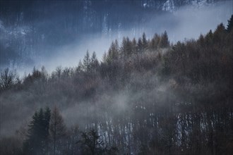 Fog lying in the forest in a valley