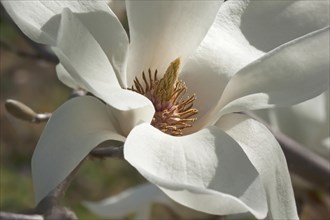 Yulan magnolia