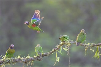 Brown-hooded parrots