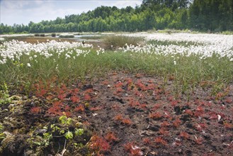 Bog landscape with common cottongrass