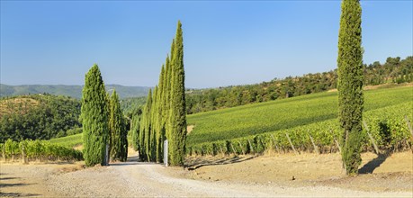 Vineyards near Radda in Chianti
