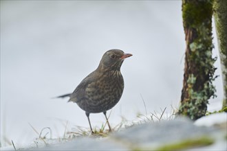 Common blackbird