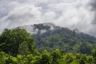 Coffee plantations and forest with clouds of mist