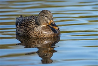 Mallard