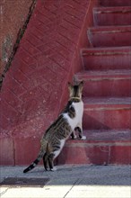 White tabby cat in front of red stone staircase