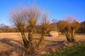 Pollarded willows in winter on the dyke of the Duemmer
