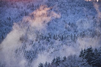 Colored Fog above a Norway spruce