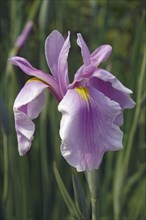Rose Queen Iris