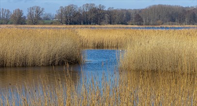 Nature reserve at the Mellnitz Ueselitzer Wiek on Ruegen