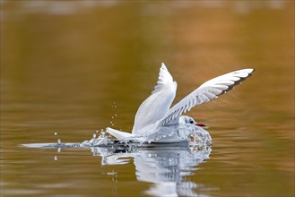 A black-headed gull making a belly landing