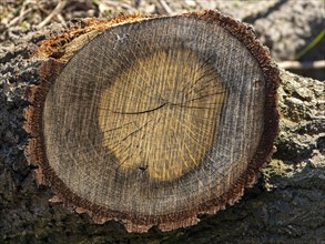 Cross-section of a felled tree at the Elbauen