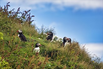Several puffin