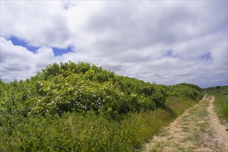 Path through overgrown dune landscape