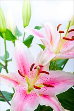 Pink lily flower bunch bouquet over white copyspace