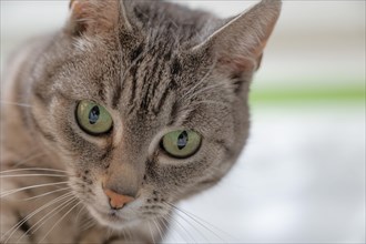 Portrait of a European shorthaired felidae