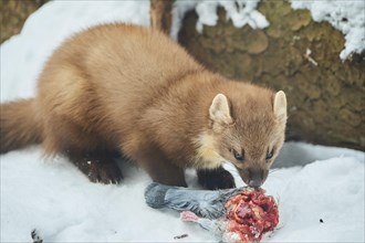 European pine marten