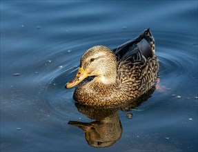 Mallard