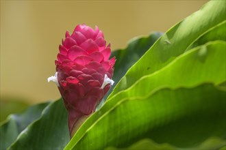 Flower in the blossom of a ginger plant