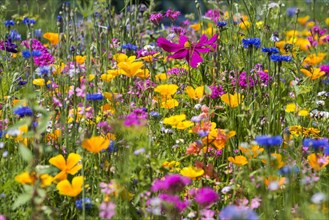 Flower meadow for insects